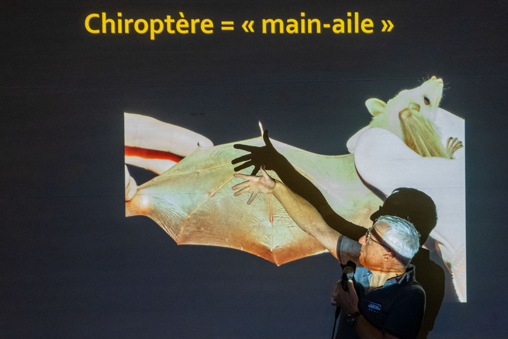 Conférence - Nuit des Chauves-souris