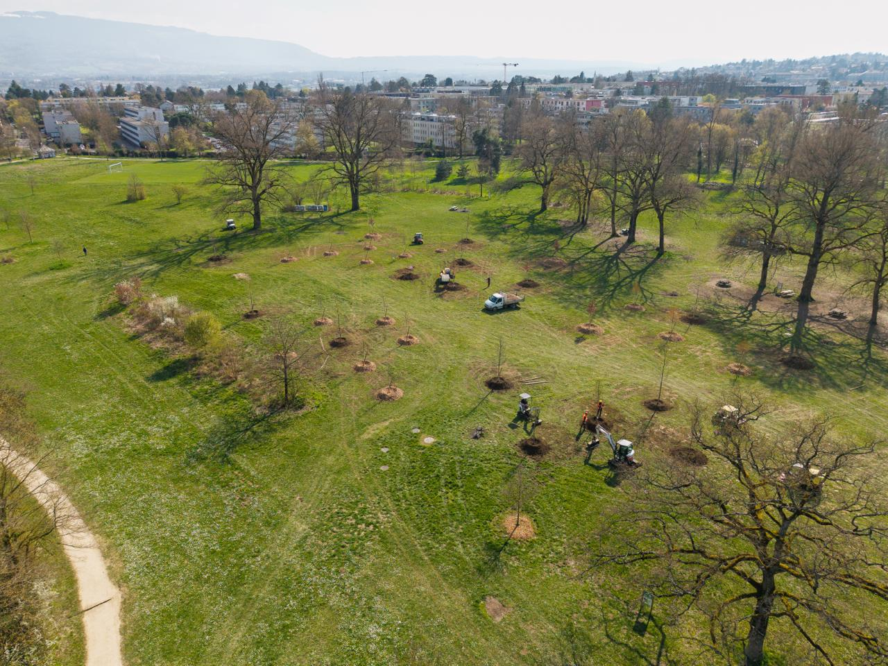 Image de drone plantations d'arbres Parc des Evaux mars 2026 (©Pépinières Genevoises)